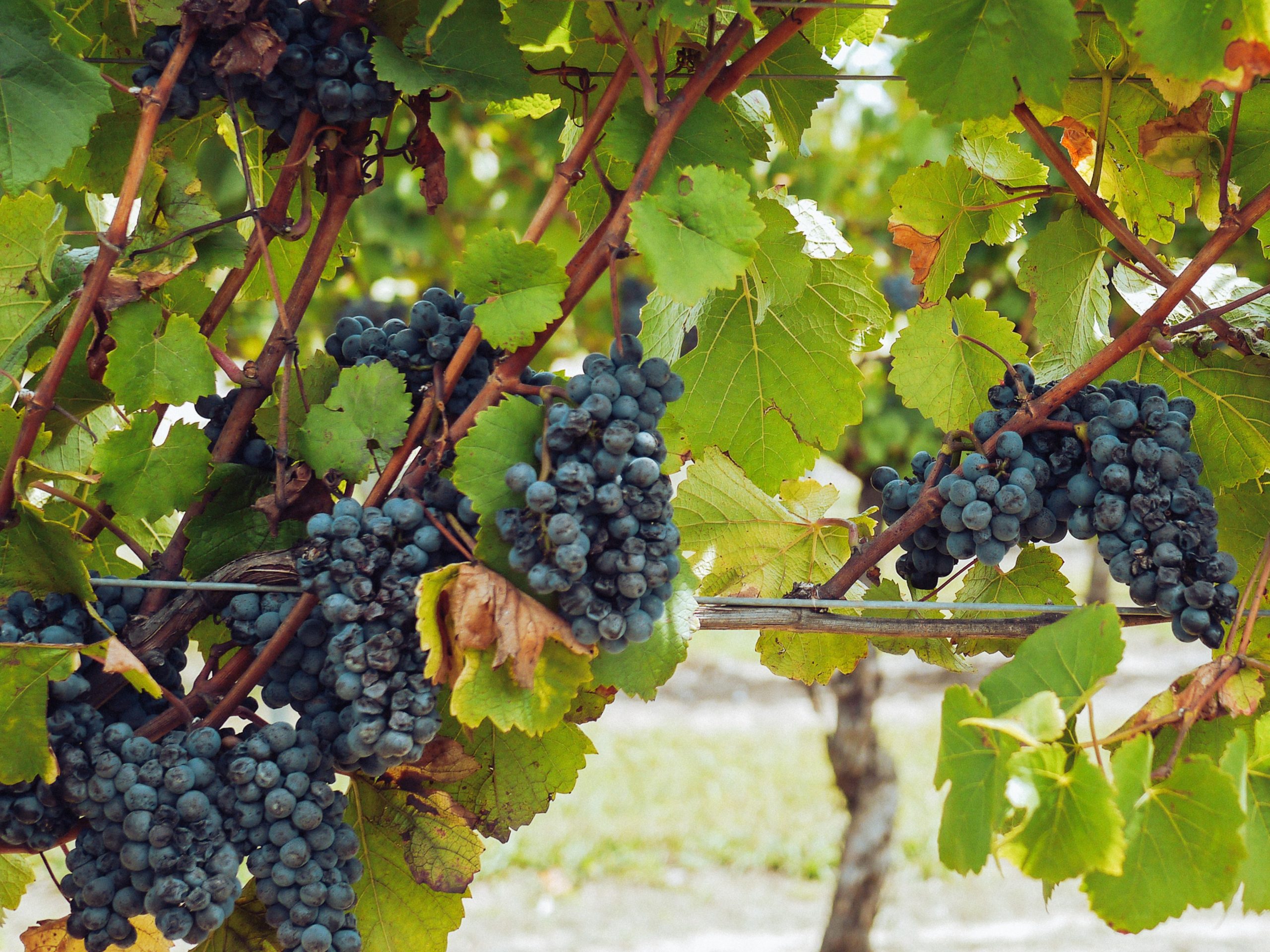 Nastri trasportatori per settore vitivinicolo