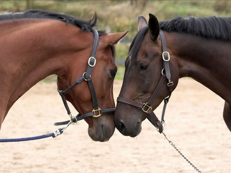 Nastri per tapis roulant per cavalli