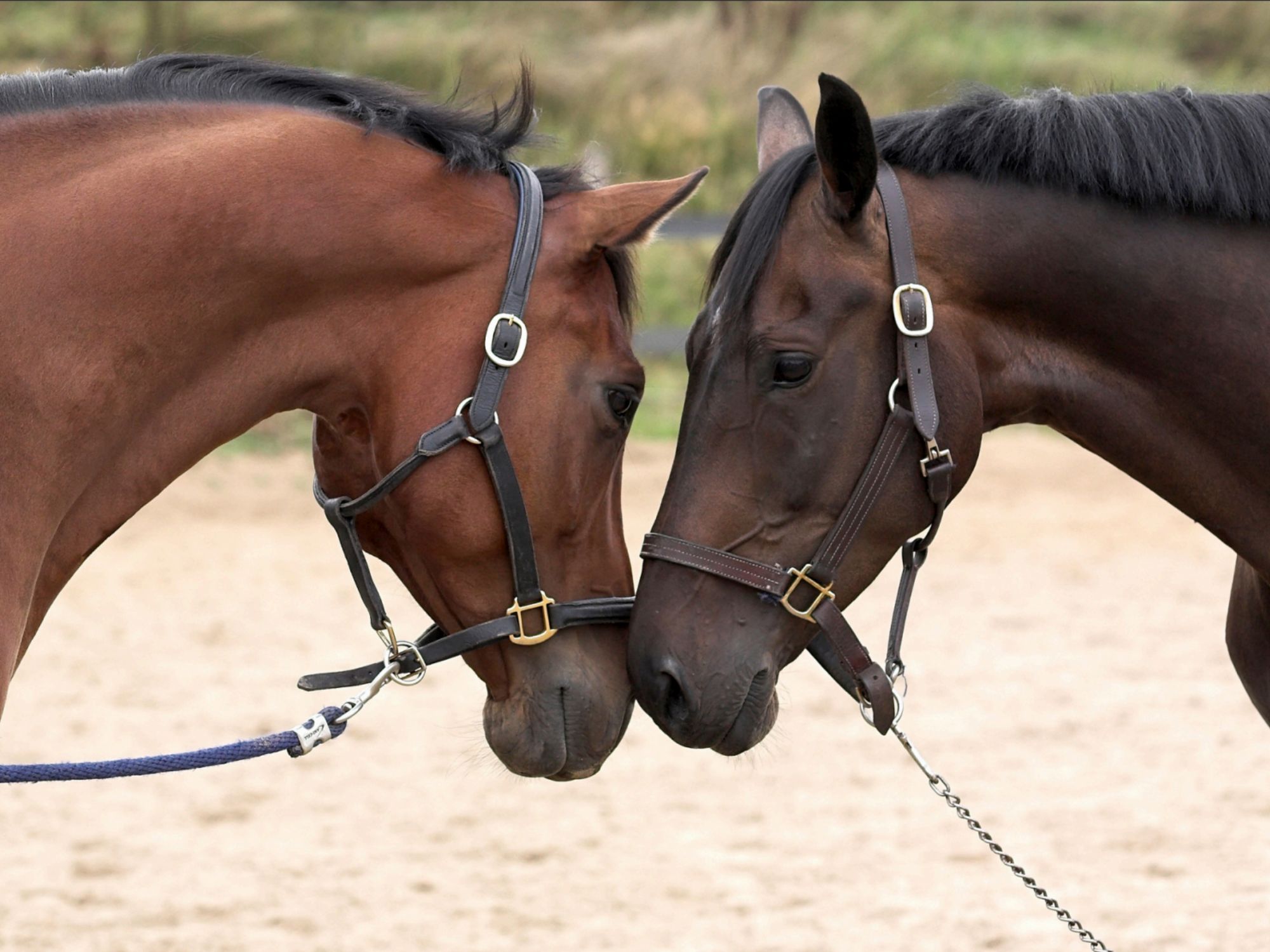 Nastri per tapis roulant per cavalli